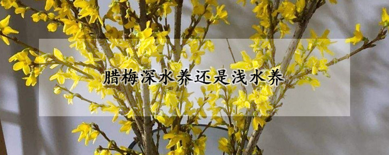 腊梅深水养还是浅水养