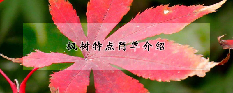 枫树特点简单介绍