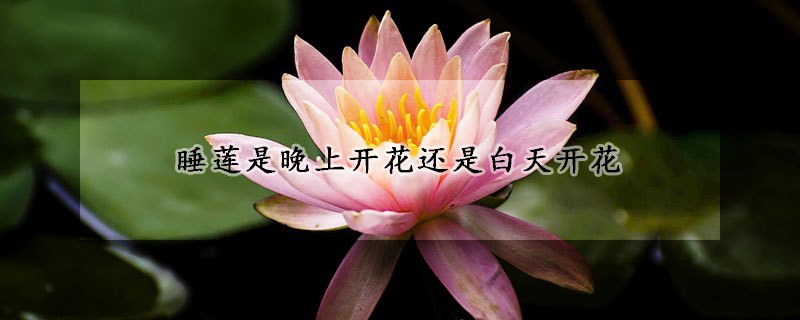 睡莲是晚上开花还是白天开花