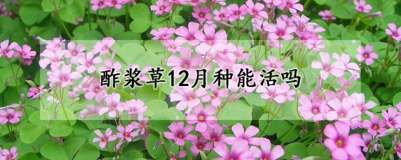 酢浆草12月种能活吗