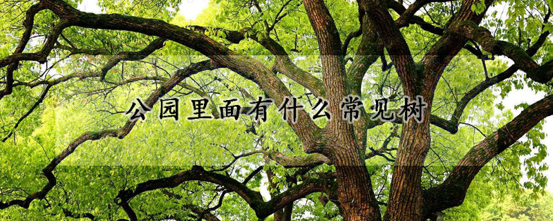 公园里面有什么常见树