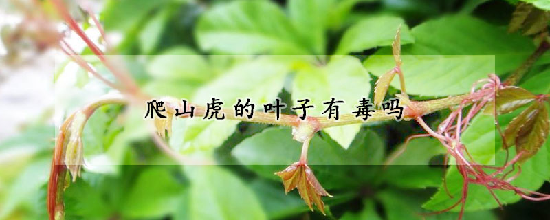 爬山虎的叶子有毒吗