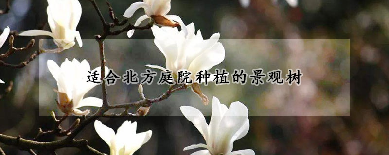 适合北方庭院种植的景观树