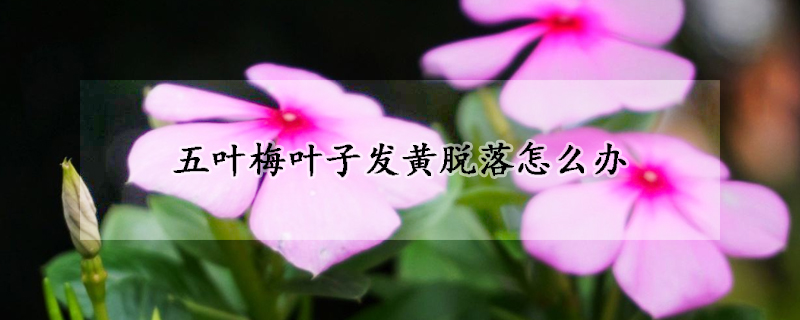 五叶梅叶子发黄脱落怎么办