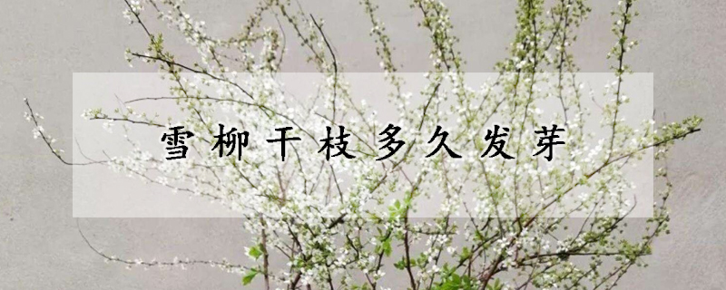 雪柳干枝多久发芽