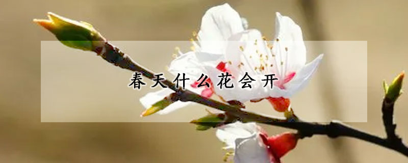 春天什么花会开