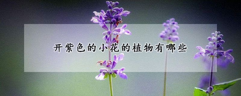 开紫色的小花的植物有哪些