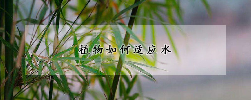 植物如何适应水