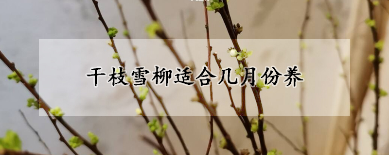 干枝雪柳适合几月份养