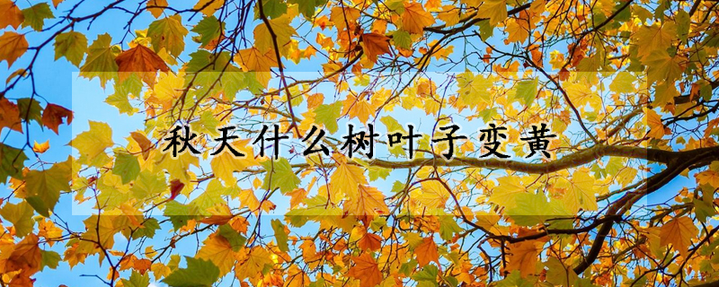 秋天什么树叶子变黄