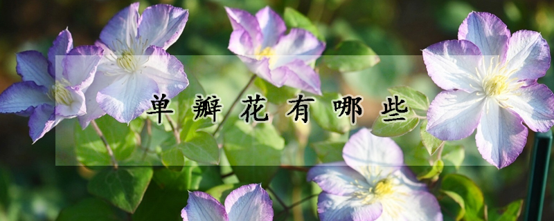 单瓣花有哪些