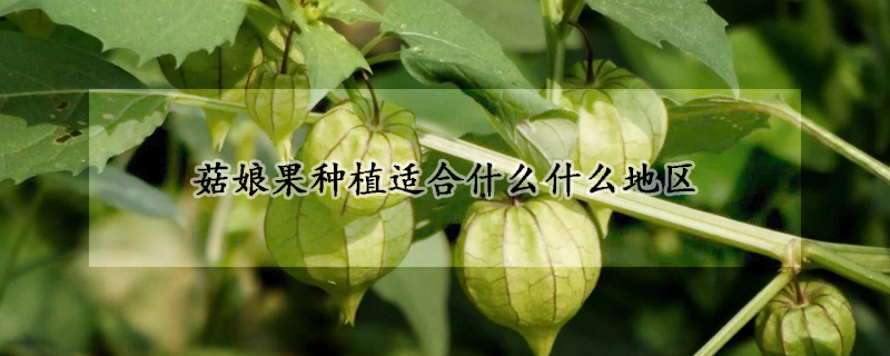 菇娘果种植适合什么什么地区