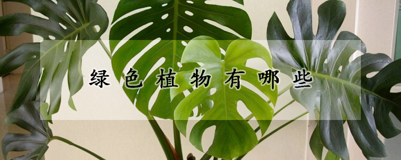 绿色植物有哪些