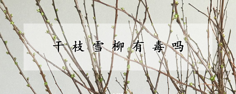 干枝雪柳有毒吗
