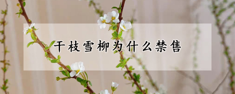 干枝雪柳为什么禁售