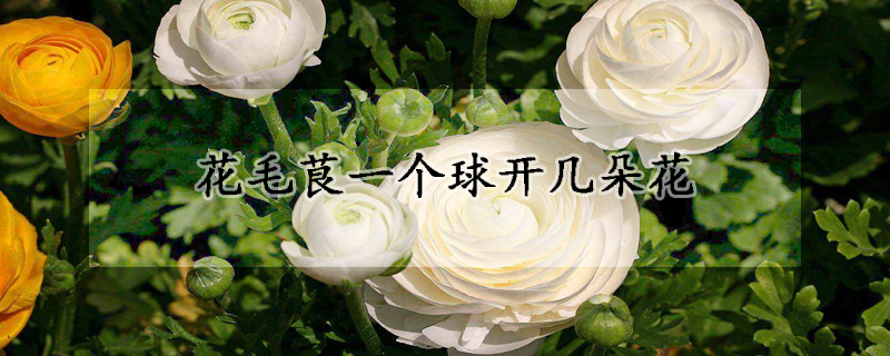 花毛茛一个球开几朵花