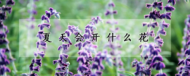 夏天会开什么花