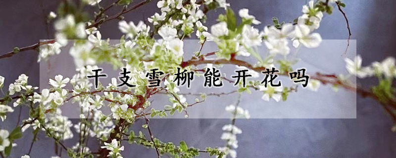 干支雪柳能开花吗
