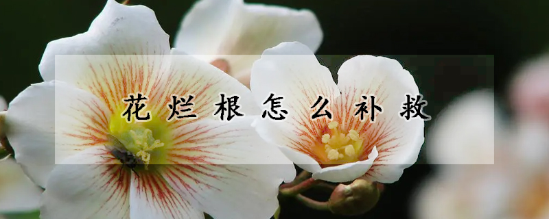 花烂根怎么补救