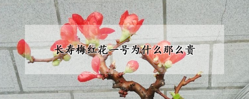 长寿梅红花一号为什么那么贵