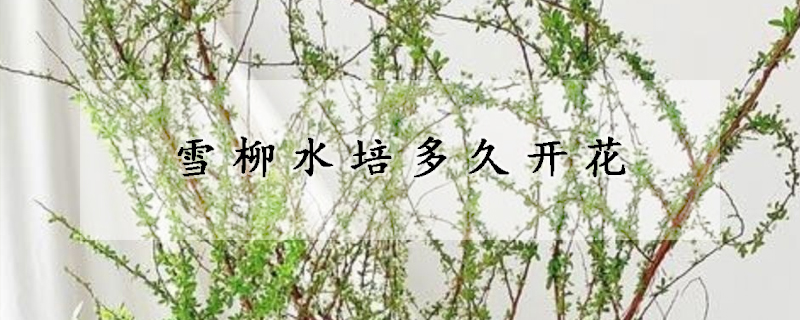 雪柳水培多久开花