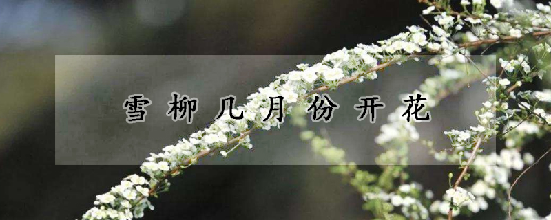 雪柳几月份开花