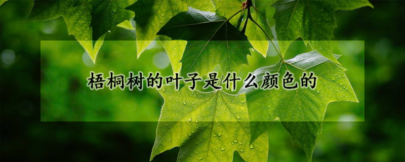 梧桐树的叶子是什么颜色的