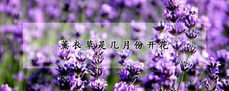 薰衣草是几月份开花