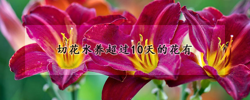切花水养超过10天的花有
