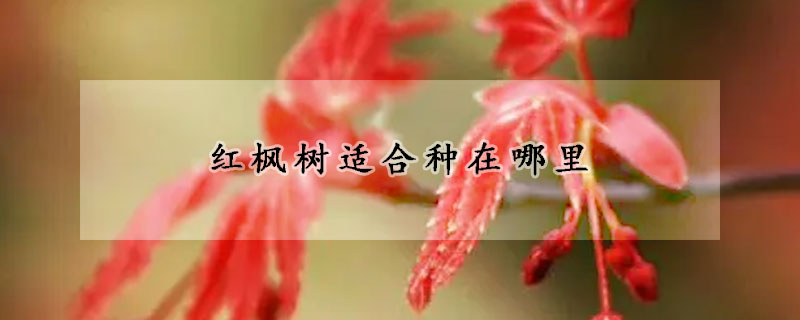 红枫树适合种在哪里