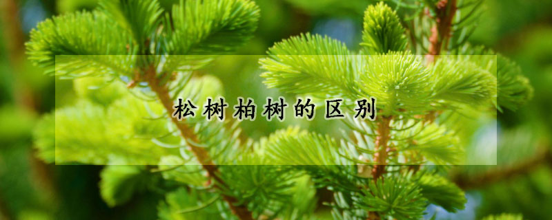 松树柏树的区别
