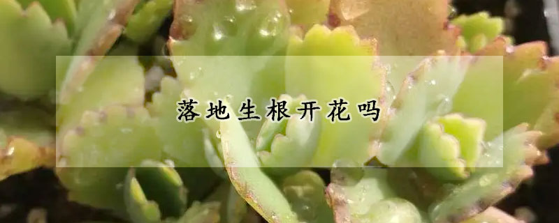 落地生根开花吗