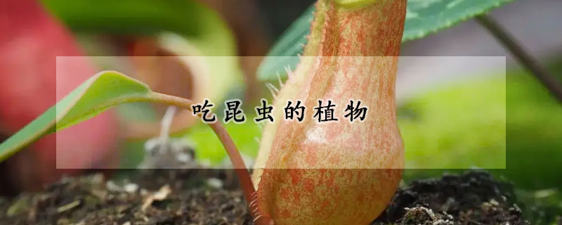 吃昆虫的植物