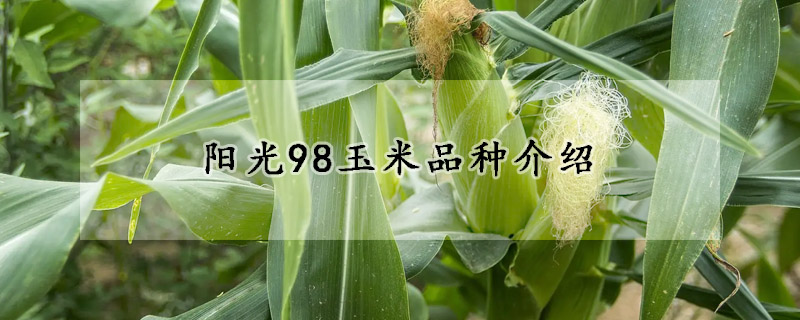 阳光98玉米品种介绍