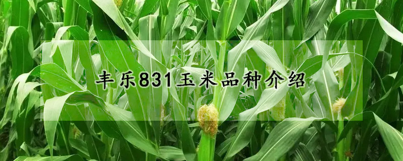 丰乐831玉米品种介绍