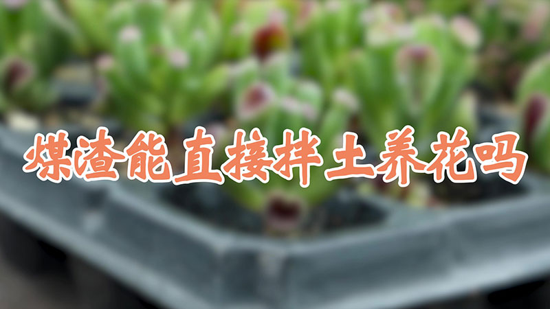 煤渣能直接拌土养花吗