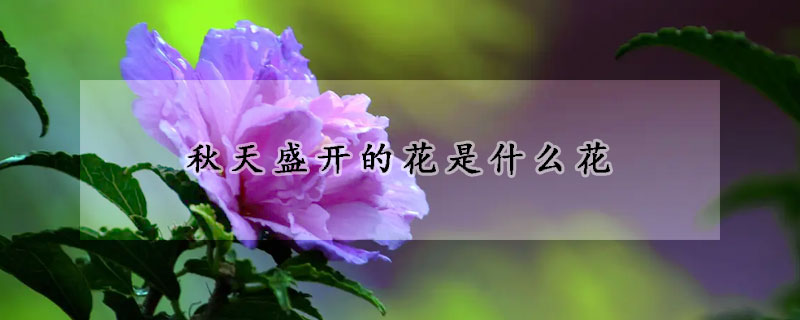 秋天盛开的花是什么花