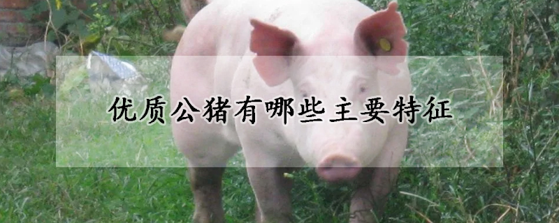 优质公猪有哪些主要特征