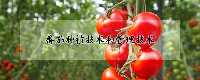 番茄种植技术和管理技术