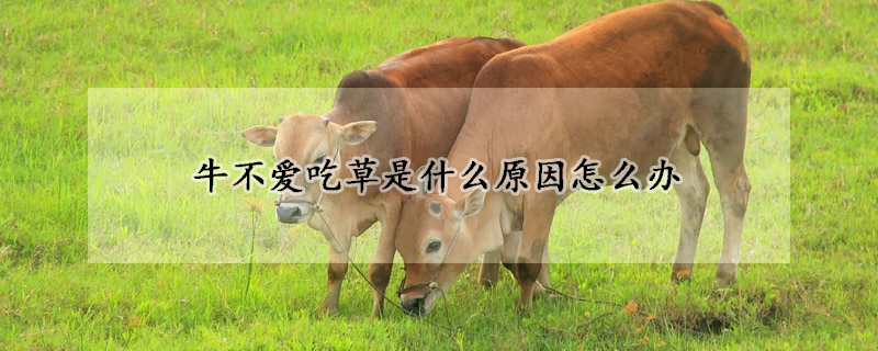 牛不爱吃草是什么原因怎么办