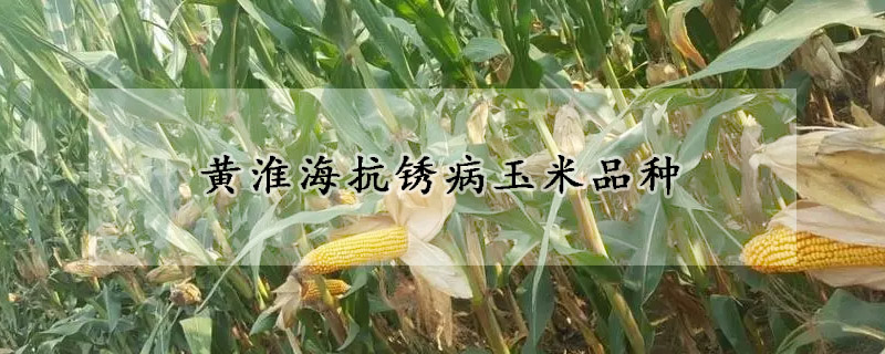 黄淮海抗锈病玉米品种
