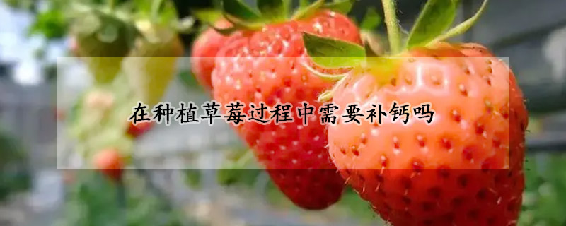 在种植草莓过程中需要补钙吗