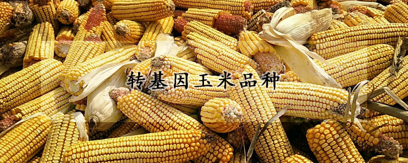 转基因玉米品种