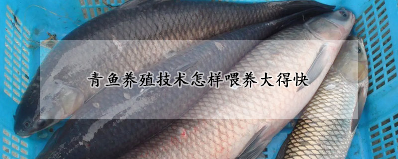 青鱼养殖技术怎样喂养大得快