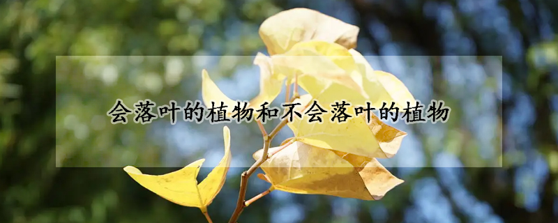会落叶的植物和不会落叶的植物