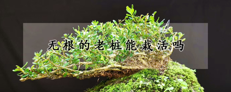 无根的老桩能栽活吗