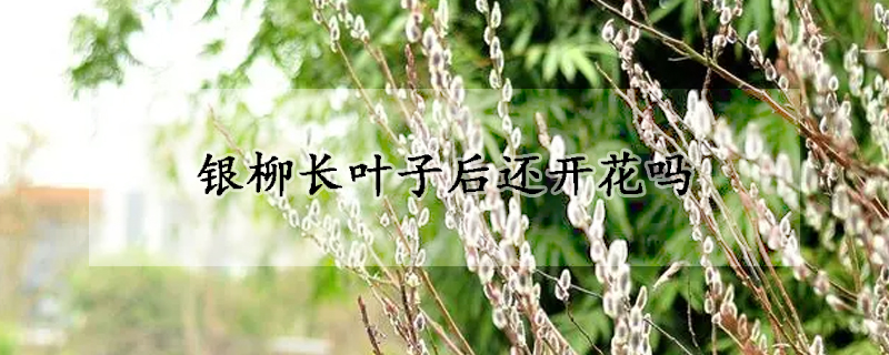 银柳长叶子后还开花吗