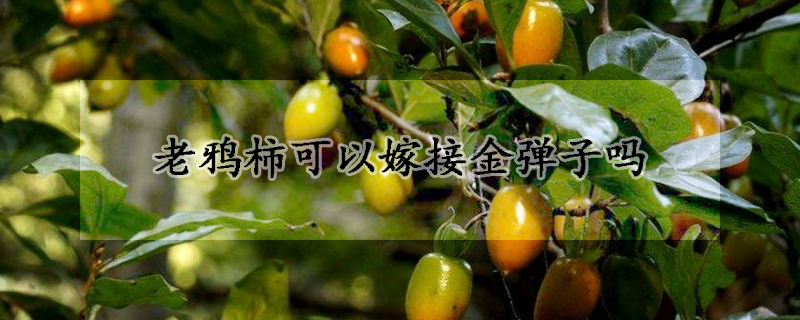 老鸦柿可以嫁接金弹子吗