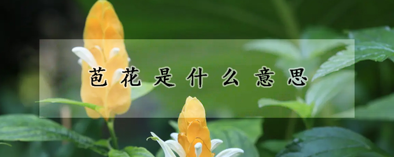 苞花是什么意思