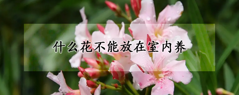 什么花不能放在室内养